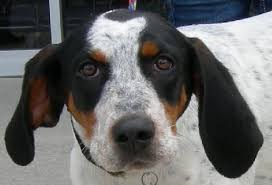 Serving ellijay, gilmer county, kennesaw, cobb county and the surrounding atlanta area. Bluetick Coonhound Karma Large Young Female Dog For Sale In Ellijay Georgia Classified Americanlisted Com