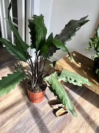 The alocasia lauterbachiana likes relatively warm conditions. Alocasia Lauterbachiana Elephant Ears Plant Care Plants
