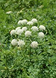 Image result for Oenanthe mildbraedii