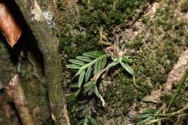 Image result for Paepalanthus lamarckii