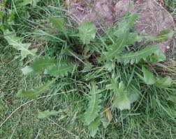 Image result for Crepis