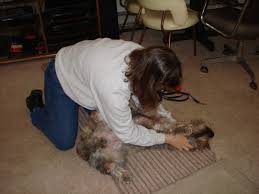 Maybe you would like to learn more about one of these? How The Alpha Roll Can Turn Your Puppy Into An Aggressive Dog