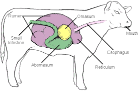 Pin By Kayleigh Gratz On Resources In 2020 Animal Science Classroom Fun Animal Nutrition