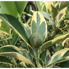 Limau kasturi yang ditanam di dalam pot atau. Buy Anak Pokok Limau Kasturi Batik Variegated Seetracker Malaysia