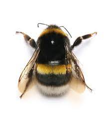 Bumble bee is a blue rare bee. Bumblebees Butterflies And Biodiversity Bee Bumble Bee Tattoo Bumble Bee