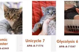 This educational organization is headquartered in raleigh, nc. Whoever Is Naming The Cats At This Austin Shelter Probably Needs To Be Drug Tested Upworthy