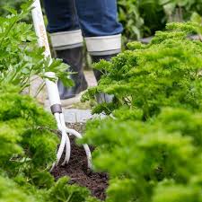 If you are wondering how to remove weeds the proper way, you have come to the right place. The Battle Against Weeds