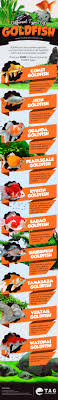 Different Types Of Goldfish The Aquarium Guide Goldfish Types Goldfish Goldfish Aquarium