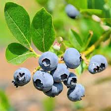 Blueberries need 1 to 2 inches of water per week. Top 10 Blueberry Varieties To Grow At Home Gardener S Path