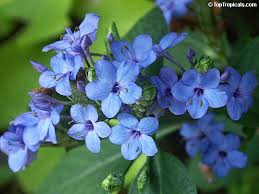 Image result for Eranthemum pulchellum