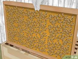 How to become a beekeeper. 8 Ways To Become A Beekeeper Wikihow