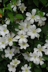 Клематис 'хулдайн' / clematis 'huldine'. Vines Google Search