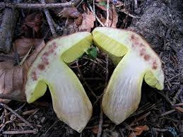 Image result for Boletus speciosus