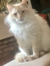 The flame point siamese cat (or red point). Cream Flame Point Breed Thecatsite