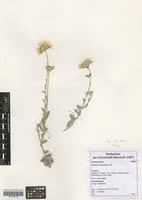 Image result for Gutenbergia rueppellii