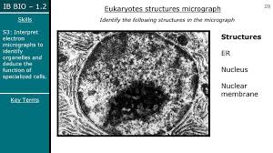 We offer a wide range of high quality human and animal cell and media systems. Topic 1 2 Cell Ultrastructures Ppt Download