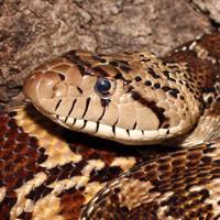 Gopher snakes are the longest snakes on my list, but they are still a manageable size, and they do well in the 4' x 2' cages that you can find everywhere. Garter Gopher Snakes Snakeestate