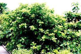 Image result for Premna serratifolia