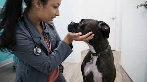 Pet store in rawalpindi, pakistan. The Top Reasons To Become A Veterinarian
