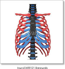 1919 human anatomy print pl xxvi 'thorax and ribs'. 3d Illustration Of Human Body Ribs Cage Anatomy Art Print Barewalls Posters Prints Bwc41699121