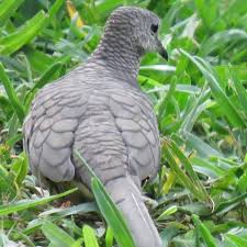 Masteran burung tekukur derkuku kelantan super. Pikat Tekukur Terbaik Mp3