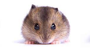 Of course, this is just an average. Dwarf Hamster Lifespan How Long Will Your Dwarf Hamster Live