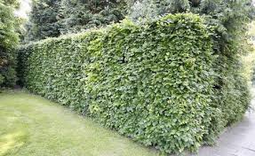 Rotbuchenhecke Pflanzen Und Pflegen Pflanzen Garten Und Buchenhecke