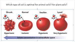 Feb 16, 2020 · what happens when you place an animal cell in a hypotonic solution? Which Type Of Cell Is Optimal For Animal Cells For Chegg Com