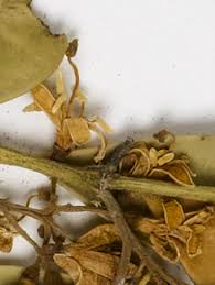 Image result for Psydrax richardsiae