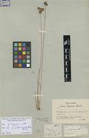 Image result for Juncus dregeanus