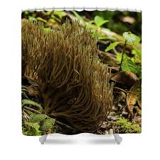 Image result for Ramaria stricta