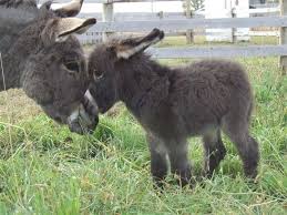 25 Animals You Never Knew Could Be Cute Cute Baby Animals Cute Animals Animals