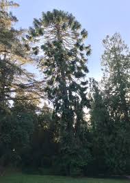 Image result for Araucaria