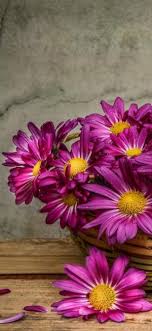 This app has given you the facility of downloading the hd wallpapers to your photo album and you can set these wallpaper to your screen. Iphone Flower Wallpapers Hd