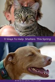 Kitchen knife sharpening connecticut humane society. New Albany Animal Shelter