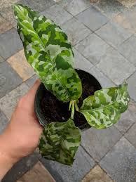 Aglaonema Pictum Tricolor Planting Flowers Plants Indoor Plants