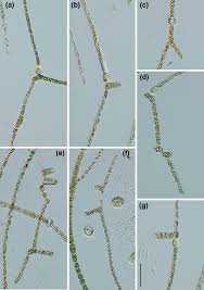 Image result for Achyropsis