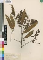 Image result for Acacia eriocarpa