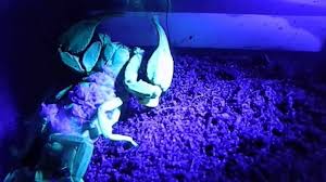 Uv Flashlight Detect Scorpions Bed Bugs Pet Urine And Body Fluids Youtube