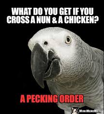 Birds Of The Same Feather Joke Silly Bird Joke What Do You Get If You Cross A Nun A Chicken A Pecking Order African Grey Parrot Funny Birds Bird