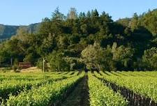 Vintner's Luncheon at Canard Vineyard