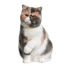 That is why we have summarized the health concerns. Exotic Shorthair Cat Breed