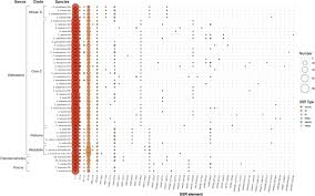 Image result for Elatostema welwitschii