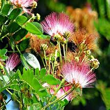 Shop 360 Garden Albizia Saman Rain Tree Samanea Saman Monkeypod Tree Seeds For Growing Pack Of 20 Seeds Amazon In Garden Outdoors Rain rain sky beautiful nature in rain rain drop images rain night rain hd monsoon rain images of nature rain and snow rain village pictures cute rain free stock photos we have about (1,060 files) free stock photos in hd high resolution jpg images format. shop 360 garden albizia saman rain