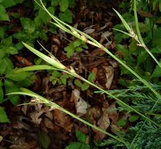 Image result for Scleria nyasensis