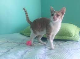 As a general veterinary shorthand large cat is any cat over 5kg (11lbs in weight). Is My 12 Pound 9 Month Old Kitten Overweight Pics Thecatsite