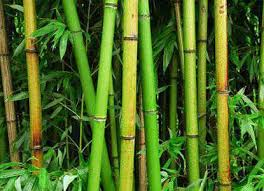 Les Bienfaits Du Bambou