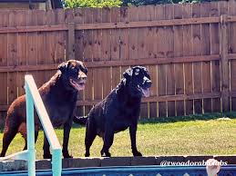 Although these are 'natural' products, keep pets off treated areas until the spray has dried. Is Weed And Feed Toxic To Dogs And Cats Two Adorable Labs