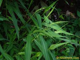 Image result for Urochloa deflexa