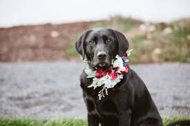 Keila marie photography if you will be missing man's best friend at the reception then get some dog shaped toppers for the wedding cake. Bethany Grace Photography Maryland Equine Wedding Photographer